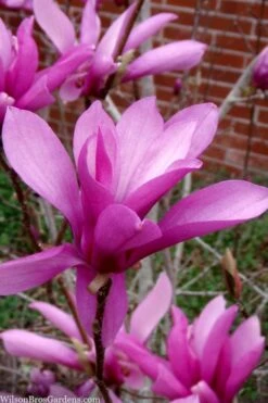 Jane Magnolia Tulip Tree - 3 Gallon Pot -Plant Series Shop magnolia jane tulip tree 102