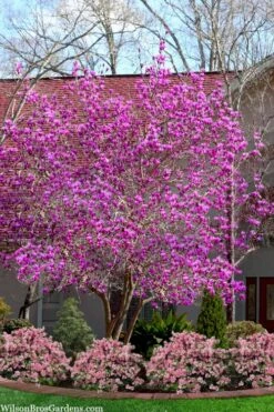 Jane Magnolia Tulip Tree - 7 Gallon Pot (3-4') -Plant Series Shop magnolia jane tulip tree 103 1