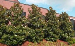 Little Gem Dwarf Southern Magnolia - 7 Gallon Pot (3-4') 12 Little Gem Dwarf Southern Magnolia - 7 Gallon Pot (3-4') -Plant Series Shop magnolia little gem 11