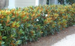 Little Gem Dwarf Southern Magnolia - 7 Gallon Pot (3-4') 16 Little Gem Dwarf Southern Magnolia - 7 Gallon Pot (3-4') -Plant Series Shop magnolia little gem 12