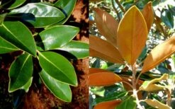 Little Gem Dwarf Southern Magnolia - 7 Gallon Pot (3-4') 14 Little Gem Dwarf Southern Magnolia - 7 Gallon Pot (3-4') -Plant Series Shop magnolia little gem 16