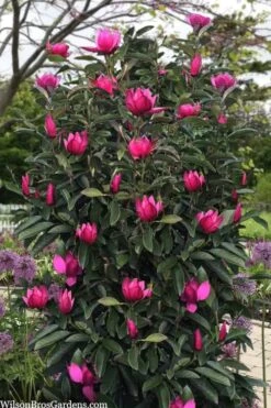 Pink Pyramid Magnolia (Tulip Tree) - 7 Gallon Pot -Plant Series Shop magnolia pink pyramid tulip tree 120copy