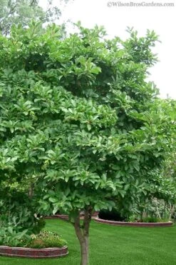 Centennial Star Magnolia - 1 Gallon Pot 12 Centennial Star Magnolia - 1 Gallon Pot -Plant Series Shop magnolia stellata 1 2