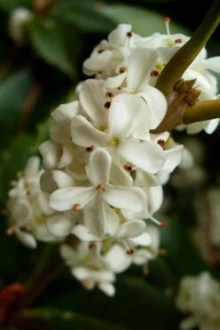 Fortune's Cold Hardy Tea Olive (Fragrant Osmanthus) - 7 Gallon Pot (5-6') -Plant Series Shop osmanthus fortunei fragrant tea olive 2 3