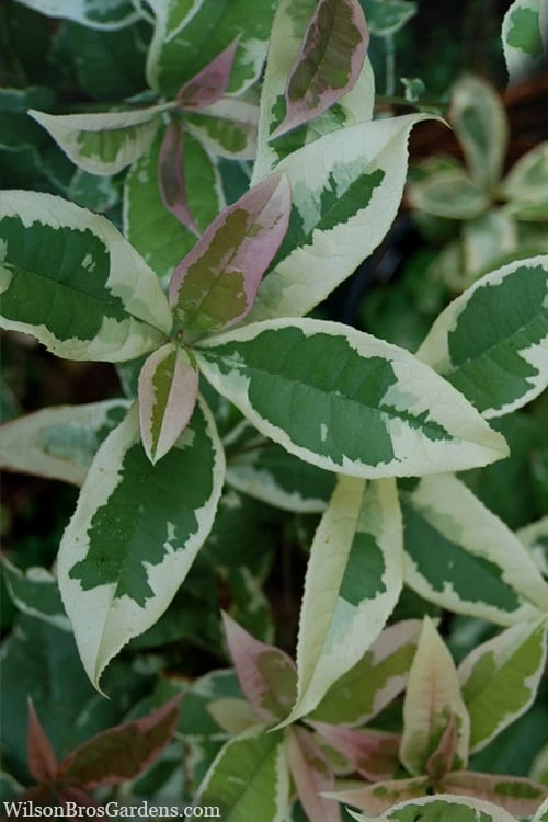 Pink Flush Variegated Tea Olive (Osmanthus Fragrans 'Yinbi Shuanghui') - 3 Gallon Pot 1 Pink Flush Variegated Tea Olive (Osmanthus Fragrans 'Yinbi Shuanghui') - 3 Gallon Pot
