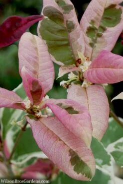 Pink Flush Variegated Tea Olive (Osmanthus Fragrans 'Yinbi Shuanghui') - Quart Pot 10 Pink Flush Variegated Tea Olive (Osmanthus Fragrans 'Yinbi Shuanghui') - Quart Pot -Plant Series Shop osmanthus frangrans yinbi shuangui variegated tea olive 10 4