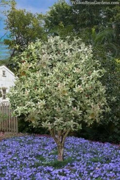 Pink Flush Variegated Tea Olive (Osmanthus Fragrans 'Yinbi Shuanghui') - 2 Gallon Pot 9 Pink Flush Variegated Tea Olive (Osmanthus Fragrans 'Yinbi Shuanghui') - 2 Gallon Pot -Plant Series Shop osmanthus frangrans yinbi shuangui variegated tea olive 8