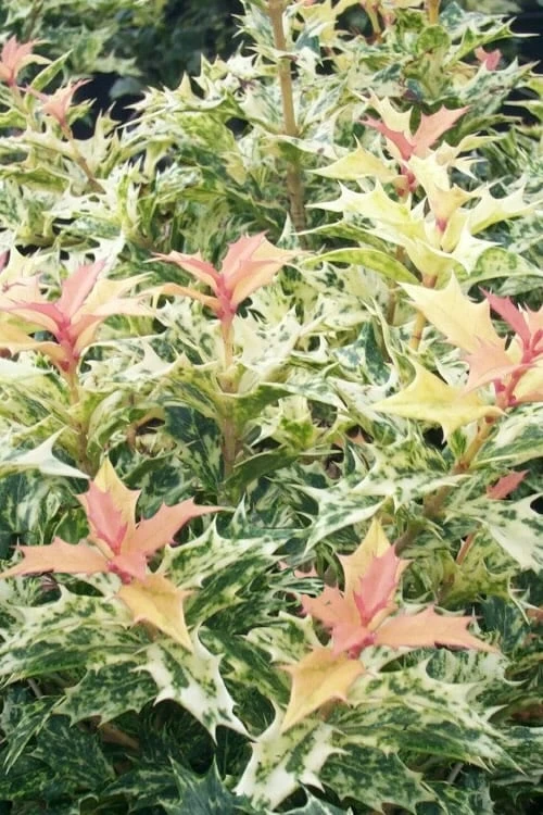 Goshiki Osmanthus (Variegated False Holly) - 2 Gallon Pot 1 Goshiki Osmanthus (Variegated False Holly) - 2 Gallon Pot