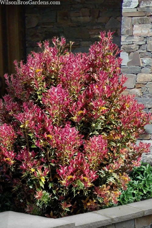Party Lights Pink Flush Tea Olive - Osmanthus Heterophyllus - 6 Pack Of 1 Gallon Pots 1 Party Lights Pink Flush Tea Olive - Osmanthus Heterophyllus - 6 Pack Of 1 Gallon Pots