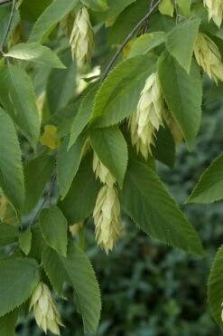 American Hop Hornbeam (Ostrya Virginiana) - 3 Pack Of 1.5 Quart Pots -Plant Series Shop ostrya virginiana hophornbeam tree 6
