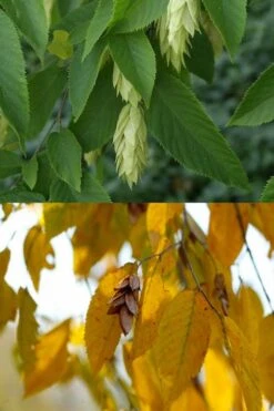 American Hop Hornbeam (Ostrya Virginiana) - 3 Pack Of 1.5 Quart Pots -Plant Series Shop ostrya virginiana hophornbeam tree 7