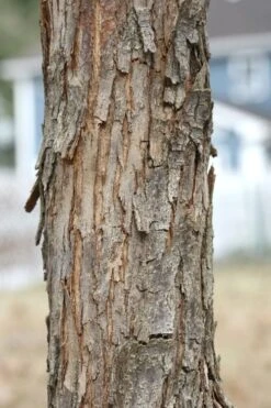 American Hop Hornbeam (Ostrya Virginiana) - 3 Pack Of 1.5 Quart Pots -Plant Series Shop ostrya virginiana hophornbeam tree 8