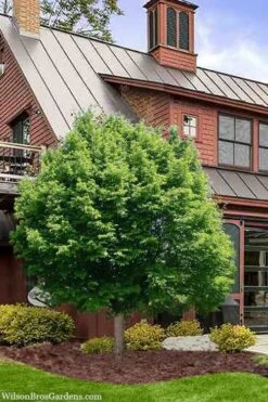 American Hop Hornbeam (Ostrya Virginiana) - 3 Pack Of 1.5 Quart Pots -Plant Series Shop ostrya virginiana hophornbeam tree 9