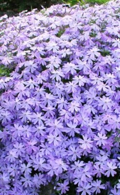 Blue Creeping Phlox - 6 Pack Of Pint Pots -Plant Series Shop phlox subulata blue creeping 1