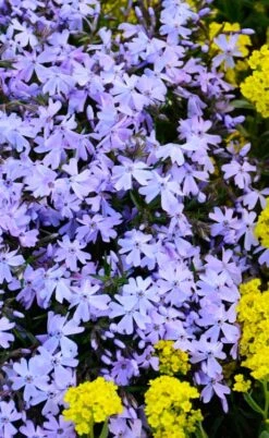 Blue Creeping Phlox - 6 Pack Of Pint Pots -Plant Series Shop phlox subulata blue creeping 2