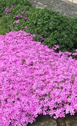 Pink Creeping Phlox - 6 Pack Of Pint Pots -Plant Series Shop phlox subulata pink creeping 2 1