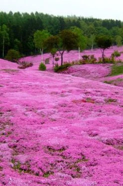 Pink Creeping Phlox - 6 Pack Of Pint Pots -Plant Series Shop phlox subulata pink creeping phlox 100