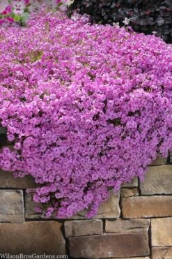 Pink Creeping Phlox - 6 Pack Of Pint Pots