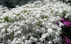 White Creeping Phlox - 6 Pack Of Pint Pots -Plant Series Shop phlox subulata white 2 1
