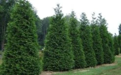 Green Giant Arborvitae - 7 Gallon Pot (5-6') -Plant Series Shop picture arborvitae green giant 2 1