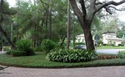 Asian Jasmine - Asiatic Jasmine - 1 Gallon Pot -Plant Series Shop picture asian jasmine 8 2