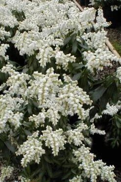 Southern Lady Pieris - 3 Gallon Pot
