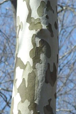 American Sycamore Tree - 3 Gallon Pot -Plant Series Shop platanus occidentalis american sycamore tree 1 1