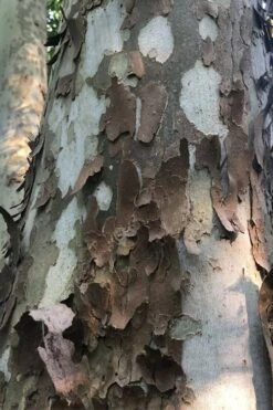 American Sycamore Tree - 3 Pack Of 1.5 Quart Pots -Plant Series Shop platanus occidentalis american sycamore tree 6