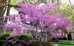 Eastern Redbud - 2 Gallon Pot -Plant Series Shop redbud Eastern Tree In Bloom