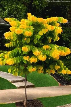 The Rising Sun Redbud Tree - 7 Gallon Pot (4-5') -Plant Series Shop redbud rising sun 52