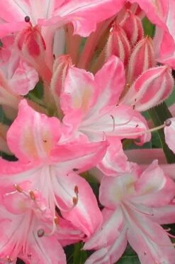 Ribbon Candy Swamp Azalea (Rhododendron Viscosum) - 3 Gallon Pot -Plant Series Shop rhododendron viscosum ribbon candy swamp azalea 1