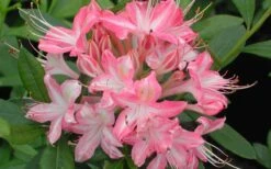 Ribbon Candy Swamp Azalea (Rhododendron Viscosum) - 3 Gallon Pot -Plant Series Shop rhododendron viscosum ribbon candy swamp azalea 3