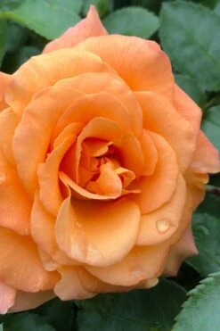 Sunorita Rose - 2 Gallon Pot