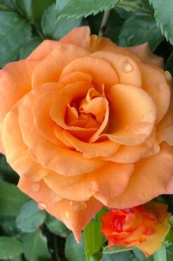 Sunorita Rose - 2 Gallon Pot -Plant Series Shop rosa sunorita rose 3