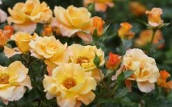 Sunorita Rose - 2 Gallon Pot -Plant Series Shop rosa sunorita rose 5