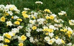 Lemon Drift Groundcover Rose - 3 Gallon Pot -Plant Series Shop rose lemon drift 6