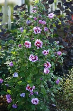 Purple Pillar Rose Of Sharon - 5 Gallon Pot -Plant Series Shop rose of sharon purple pillar 20
