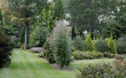 Purple Pillar Rose Of Sharon - 5 Gallon Pot -Plant Series Shop rose of sharon purple pillar 21