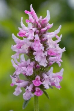 Summer Crush Betony (Stachys) - 1 Gallon Pot -Plant Series Shop stachys summer crush betony 3