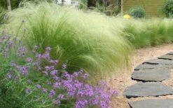 Pony Tails Mexican Feather Grass (Stipa Tennuissima) - 6 Pack Of Quart Pots -Plant Series Shop stipa tenuissima ponytails mexican feather grass 105