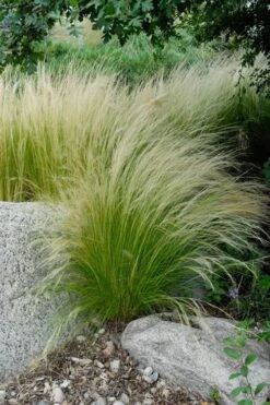 Pony Tails Mexican Feather Grass (Stipa Tennuissima) - 6 Pack Of Quart Pots -Plant Series Shop stipa tenuissima ponytails mexican feather grass 107