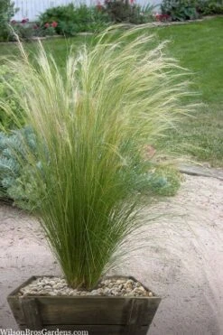 Pony Tails Mexican Feather Grass (Stipa Tennuissima) - 6 Pack Of Quart Pots -Plant Series Shop stipa tenuissima ponytails mexican feather grass 111