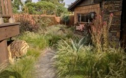 Pony Tails Mexican Feather Grass - Stipa Tennuissima - 1 Gallon Pot -Plant Series Shop stipa tenuissima ponytails mexican feather grass 115 2