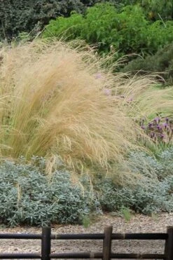 Pony Tails Mexican Feather Grass (Stipa Tennuissima) - 6 Pack Of Quart Pots -Plant Series Shop stipa tenuissima ponytails mexican feather grass 117