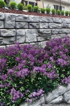 Bloomerang Dark Purple Lilac - 5 Pack Of Quart Pots -Plant Series Shop syringa bloomerang dark purple lilac 22