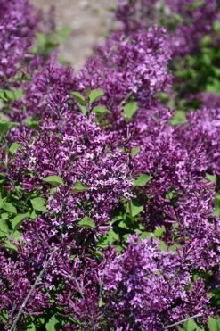 Bloomerang Dark Purple Lilac - 5 Pack Of Quart Pots -Plant Series Shop syringa bloomerang dark purple lilac 23