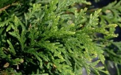Green Giant Arborvitae - 7 Gallon Pot (3-4') 10 Green Giant Arborvitae - 7 Gallon Pot (3-4') -Plant Series Shop thuja green giant arborvitae 102