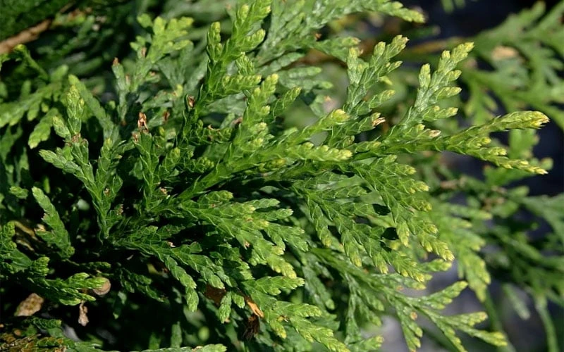 Green Giant Arborvitae - 7 Gallon Pot (3-4') 5 Green Giant Arborvitae - 7 Gallon Pot (3-4') - Image 5