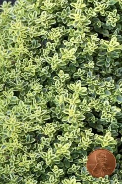 Highland Cream Creeping Thyme - 5 Pack Of Quart Pots
