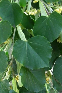 American Basswood Tree (Tilia Americana) - 3 Gallon Pot 9 American Basswood Tree (Tilia Americana) - 3 Gallon Pot -Plant Series Shop tilia americana basswood tree 1